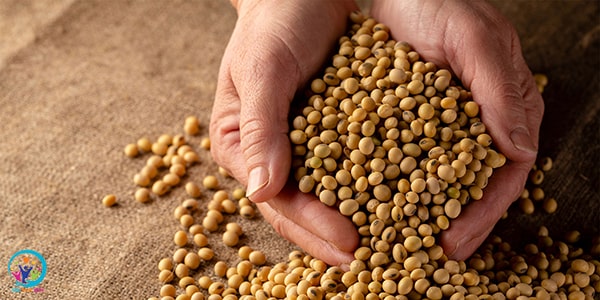 Có mấy cách xử lý hạt giống trước khi gieo hữu hiệu?
