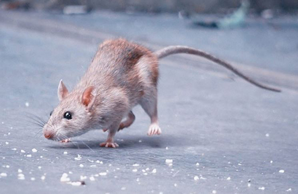 Chiêm bao thấy bầy chuột đang chạy 