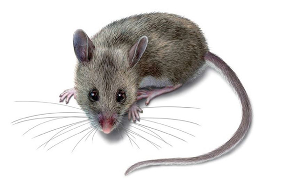 Giấc mơ thấy chuột là điềm báo gì?