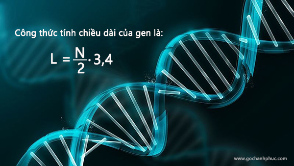 Công thức tính chiều dài của gen 2