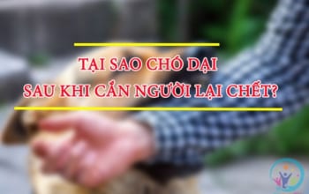 Tại sao chó dại sau khi cắn người lại chết 3