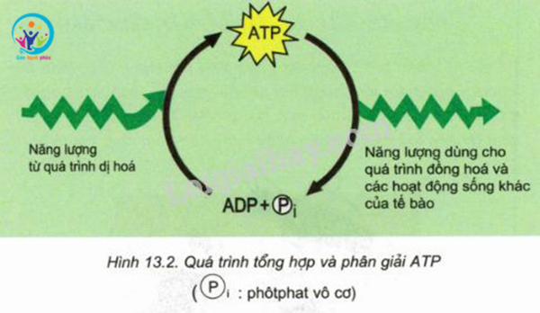 Vì sao ATP được coi là đồng tiền năng lượng của tế bào 3