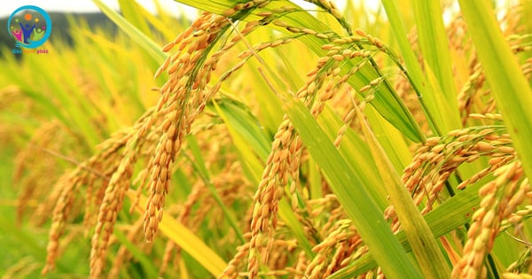 Vì sao lúa gạo được trồng nhiều ở Đồng Bằng Bắc Bộ?