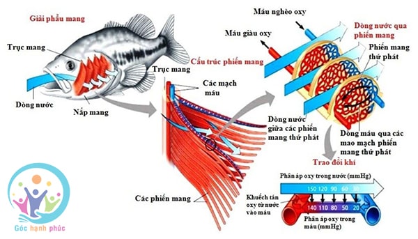 Vì sao mang cá có diện tích trao đổi khí lớn 3